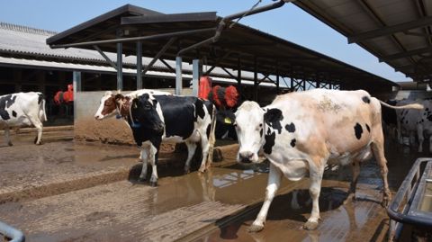 Les vaches circulent entre le bâtiment intérieur, la table d'alimentation et des logettes extérieures. (©Terre-net Média) 