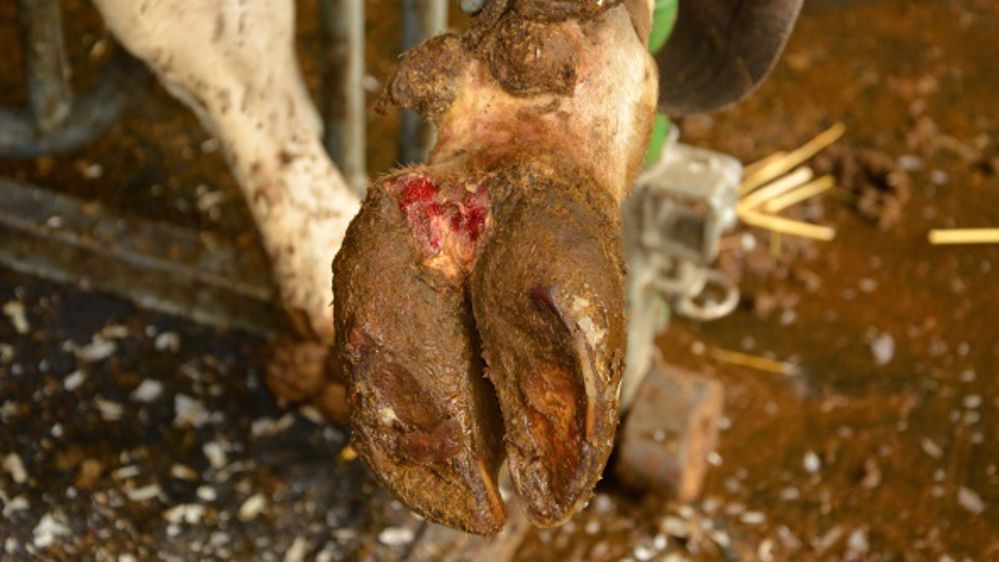 Aujourd'hui, 48 % des troupeaux laitiers seraient atteints par la bactérie Treponema responsable de la dermatite digitée et des boiteries qui lui sont liées. (©Terre-net Média)