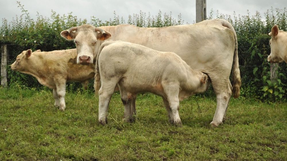 La mise en place opérationnelle d’une plateforme commerciale « France Viande Export » est une réponse aux difficultés de la filière bovine. (©Terre-net Média)