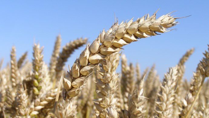Production de blé