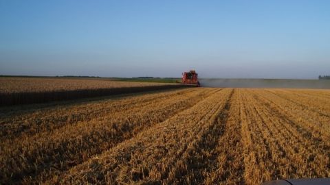 L'Usda publiera mercredi un rapport mensuel sur l'offre et la demande, qui permettra au marché de se faire une idée de l'état des stocks et des perspectives de rendements des cultures en cours. (©Terre-net Média)