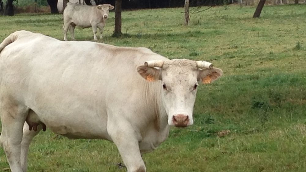 Les importations légales de viande bovine ont augmenté de 184.000 tonnes de viande au cours des cinq premiers mois de l’année 2015 en Chine. (©Terre-net Média)