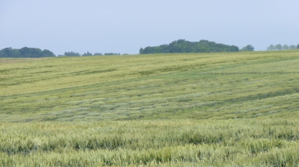 Retrouvez en détail le comportement des variétés de céréales sur la campagne. (©Terre-net Média)