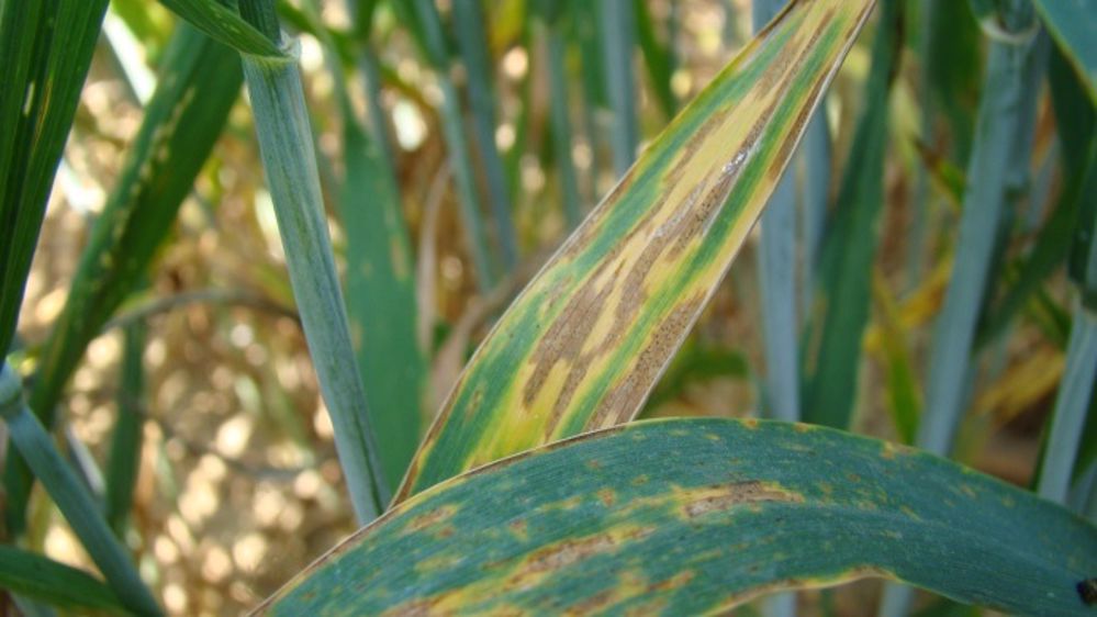 Concernant la septoriose du blé, plus les densités sont élevées, plus la pression maladie est forte. (©JY Maufras/Arvalis-Institut du végétal)