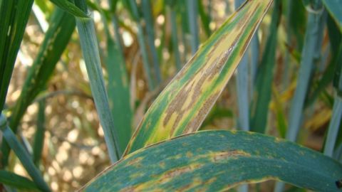 Concernant la septoriose du blé, plus les densités sont élevées, plus la pression maladie est forte. (©JY Maufras/Arvalis-Institut du végétal)