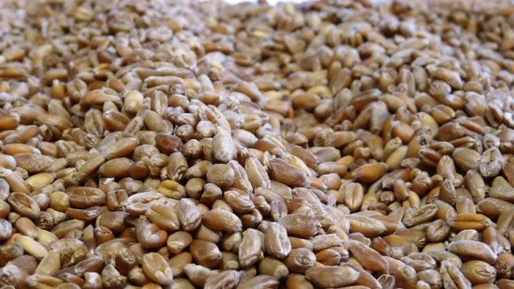 En 2015 15,8 Mt de blé sont considérés « supérieurs » (contre 4,5 Mt en 2014). Et 3,8 Mt jugés « premium » (contre 2,1 Mt en 2014). (©Terre-net Média)