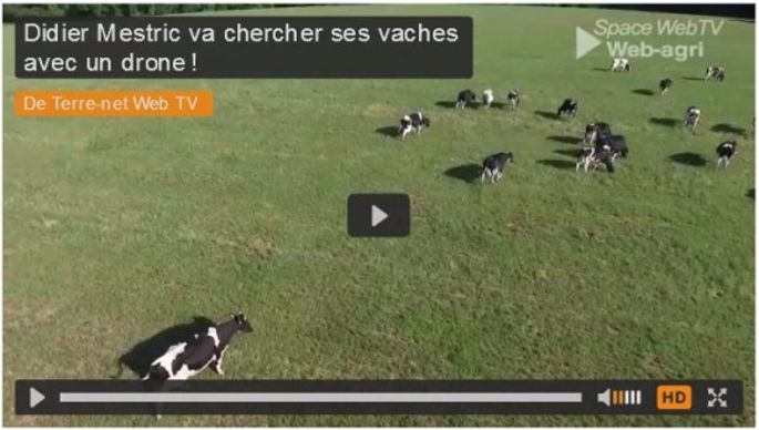 Drone vaches laitières