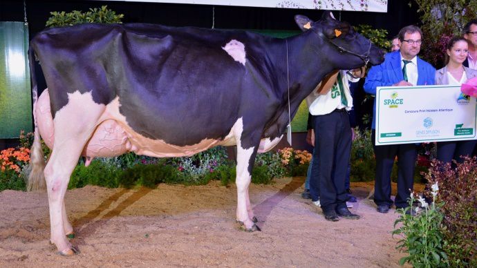 Emeline, réserve grande championne et meilleure mamelle adulte.