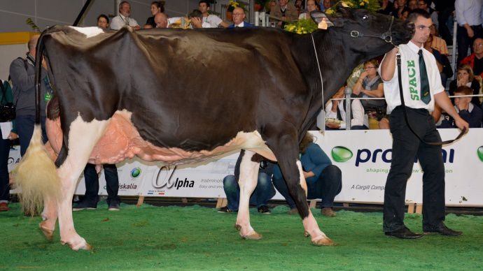Emeline grande championne Holstein 