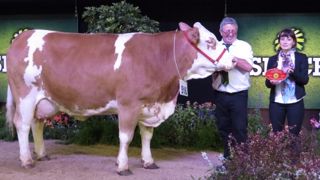 Fantasia, grande championne de la race Simmental Française.(©Arsoe) Fantasia, grande championne de la race Simmental Française.(©Arsoe)