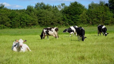 Le prix du lait bio s'établit à 430 euros les 1.000 litres.  (©Terre-net Média)