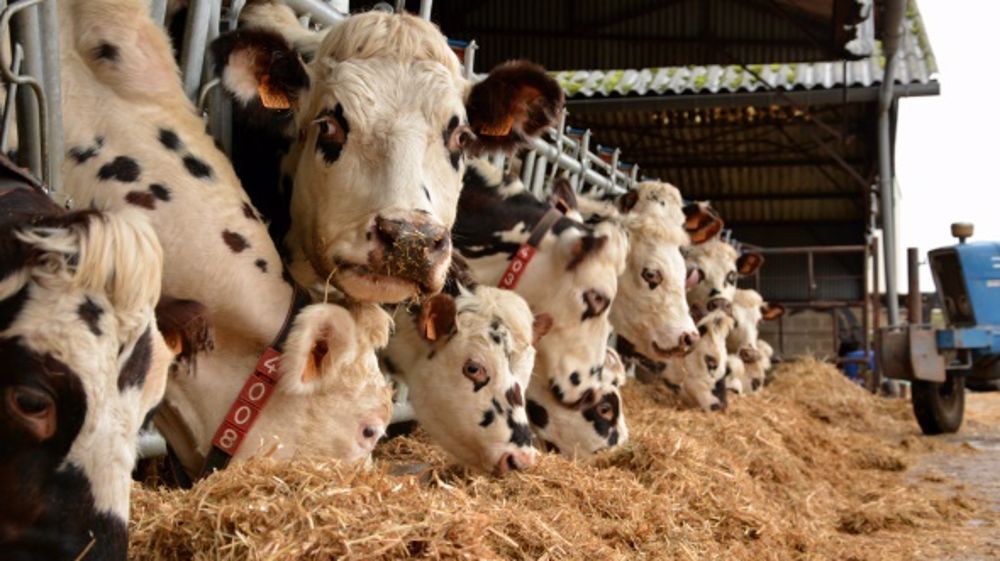 La création de cette usine devrait assurer de nouveaux débouchés aux éleveurs normands. (©Terre-net Média)