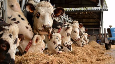 La création de cette usine devrait assurer de nouveaux débouchés aux éleveurs normands. (©Terre-net Média)