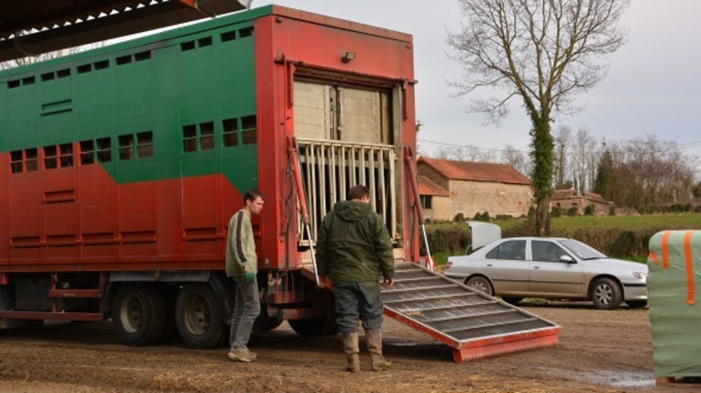 Les bétaillères sont au point mort dans les zones d'interdiction et de protection. (©Terre-net Média)