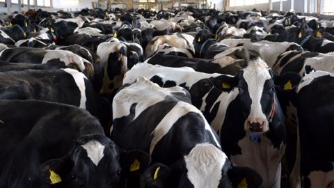 Quelle que soit la taille du troupeau, la maîtrise des investissements et des coûts alimentaires restent les clés de la rentabilité. (©Terre-net Média)