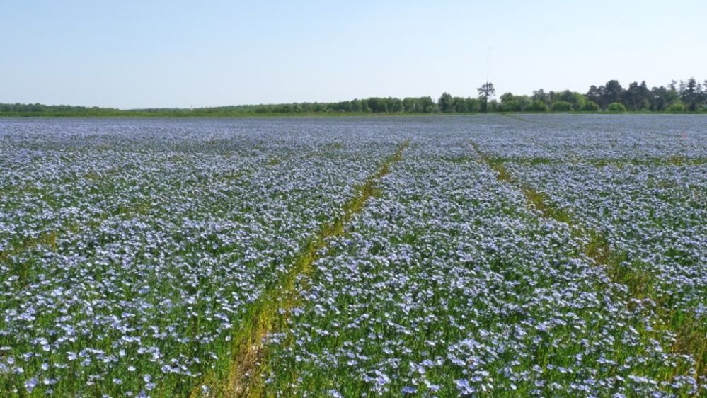 Essais variétés de lin oléagineux. (©Terre-net Média)