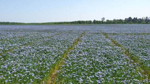 Essais variétés de lin oléagineux. (©Terre-net Média)