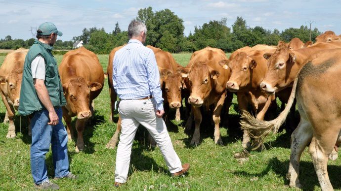 Visite d'élevage limousin