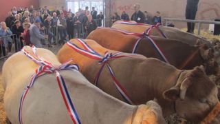 Le Festiboeuf de Naucelle s'est déroulé les 3 et 4 octobre 2015. (©Acti-Ouest) Le Festiboeuf de Naucelle s'est déroulé les 3 et 4 octobre 2015. (©Acti-Ouest)