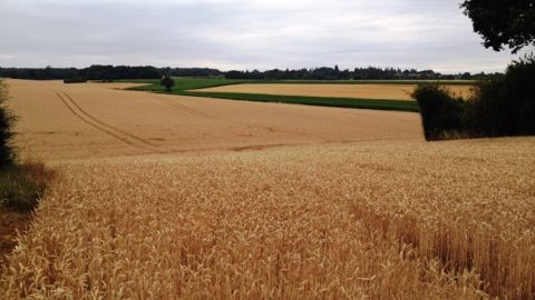 Dans le scénario Afterres2050 de Solagro, les cultures végétales seraient largement réorientées pour l'alimentation humaine. (©Terre-net Média)