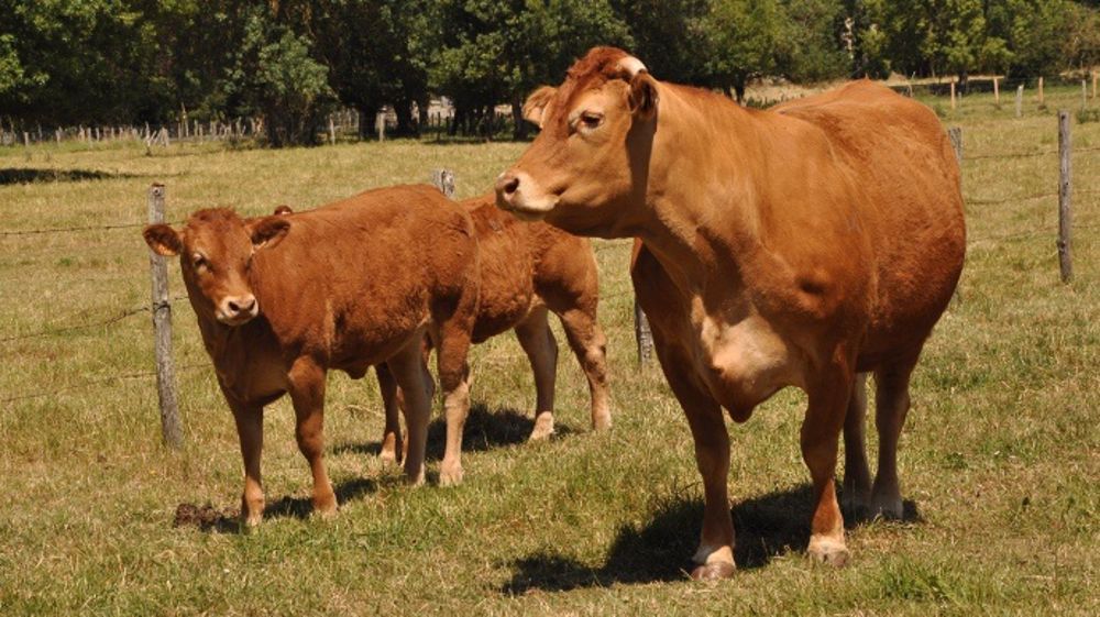 Dans les départements d'élevage, le nombre d'installations a nettement plus diminué que la moyenne nationale. (©Terre-net Média)