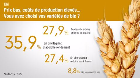 Sondage sur les critères de choix des variétés de blé. (©Terre-net Média)