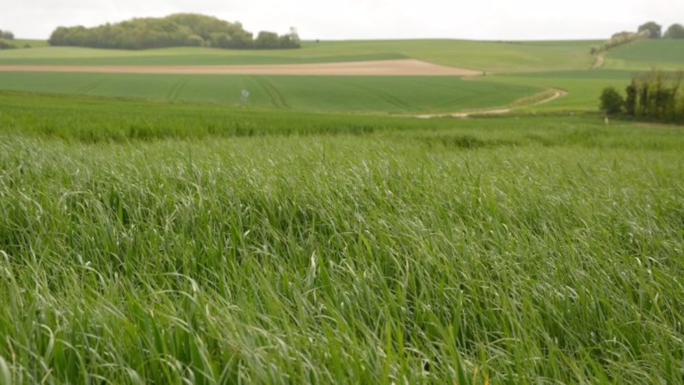 Le retour fréquent des mêmes familles de produits ou de matières actives sélectionne les populations d’adventices. (©Terre-net Média)