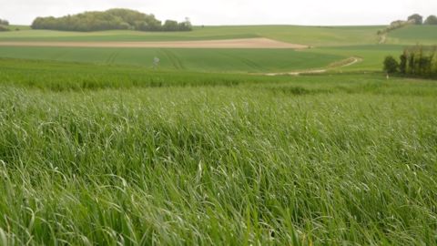 Le retour fréquent des mêmes familles de produits ou de matières actives sélectionne les populations d’adventices. (©Terre-net Média)