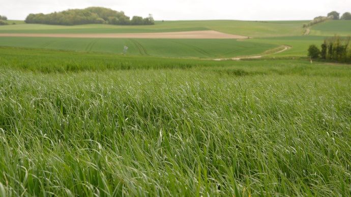 Infestation de Ray-grass