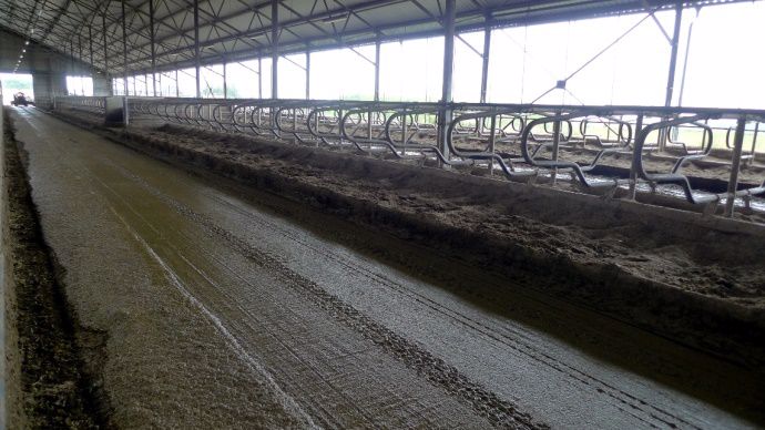Les couloirs sont raclés au tracteur et les logettes creuses sont remplis avec la phase solide du lisier.
