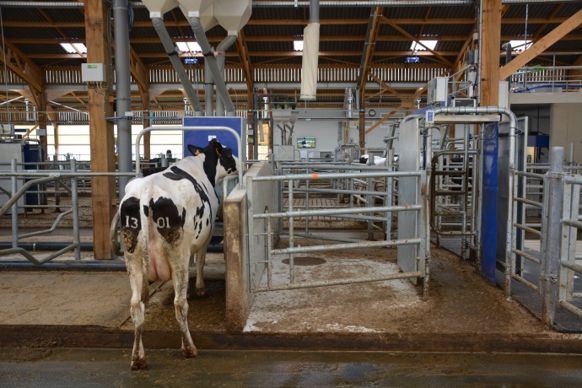 La conduite guidée force les vaches à passer par la porte de trie qui si besoin les dirige vers l'aire d'attente du robot.