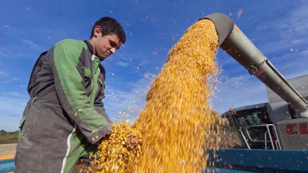 Semences de France met également en avant les qualités de ses variétés précoces aux caractères cornés propices à la filière semoulerie. (©Semences de France)