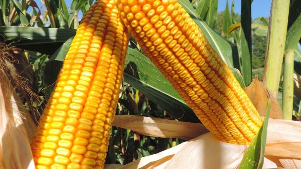 Copernic CS, variété grain demi-tardive, affiche des performances régulières dans toutes les conditions climatiques. (©Caussade Semences)