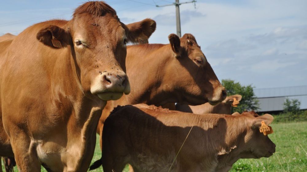 Les bolus Ruttime ont permis aux éleveurs de détecter + 15 % des femelles en chaleur et ont allongé la durée des chaleurs de 21 %. (©Terre-net Média)