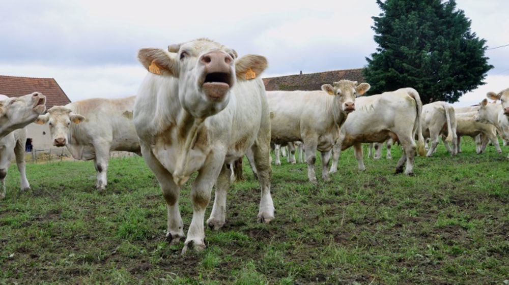 Une vache allaitante (1 UGB) émet en moyenne 4 660 kg d'équivalent CO2 par an, soit environ l'équivalent de 32 600 kilomètres parcourus en voiture diesel ! (©Terre-net Média)
