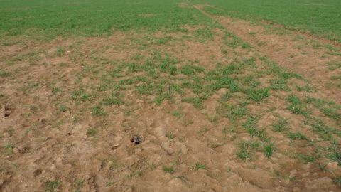 Dégâts de campagnols en parcelle de blé. (©Terre-net Média)