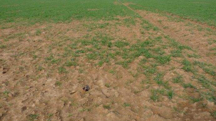 Dégâts de campagnols en parcelle de blé.