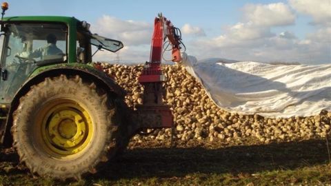 Le bâchage des silos de betteraves serait l'une des contraintes induites par l'allongement des campagnes de fabrication du sucre. (©CGB)