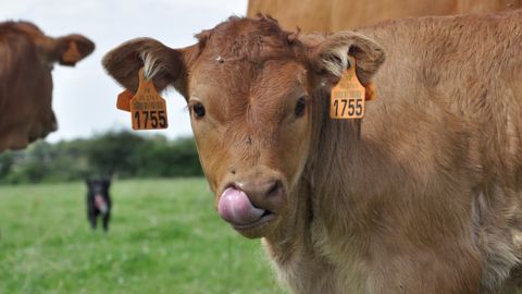 Comment appelleriez-vous cette petite génisse ? Mimousine, Mouche, Muflette,ou Morvaunez ? (©Terre-net Média) 