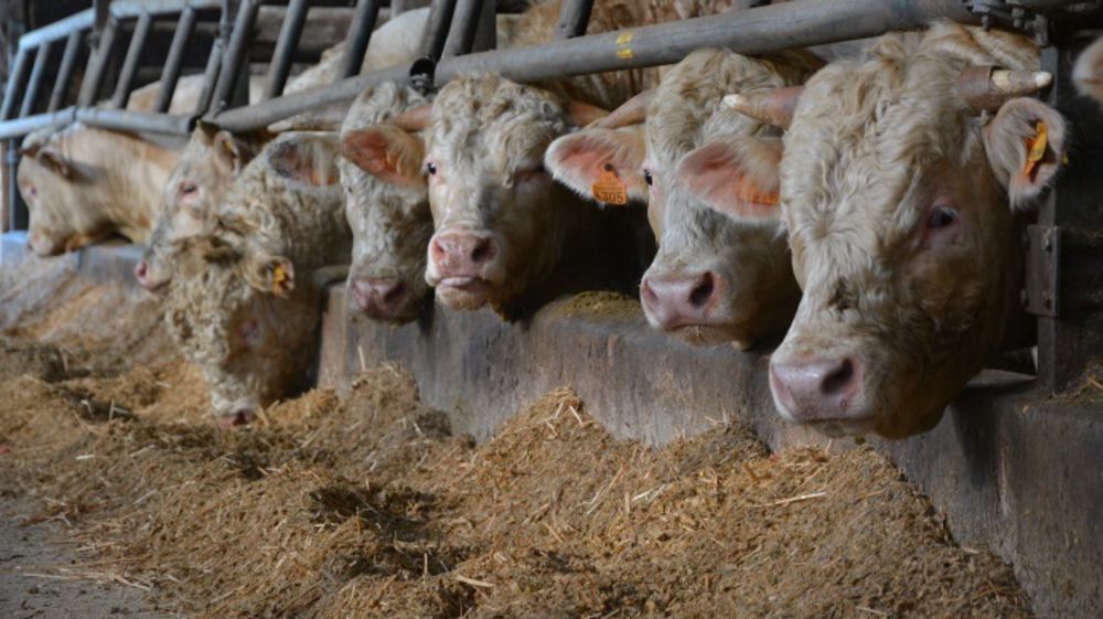 Au delà de 33 % de matière sèche, la<a target="_self" href="http://www.web-agri.fr/conduite-elevage/alimentation/article/plus-le-mais-est-sec-plus-il-faut-le-complementer-avec-de-la-fibre-1172-114189.html"> digestibilité ruminale du maïs fourrage chute. Lorsque le maïs est trop sec, mieux vaut ajouter de la fibre</a>.  (©Terre-net Média)