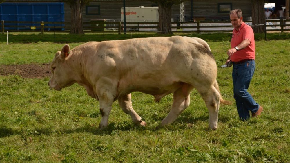 N'hésitez pas à nous informer d'une vente de taureaux ou de vaches reproducteurs qui aurait sa place sur cette page en envoyant  un mail à : <a target="_blank" href="mailto:rvergonjeanne@terre-net-media.fr">rvergonjeanne@terre-net-media.fr </a> et <a target="_blank" href="mailto:redaction@web-agri.fr">redaction@web-agri.fr </a> (©Terre-net Média)