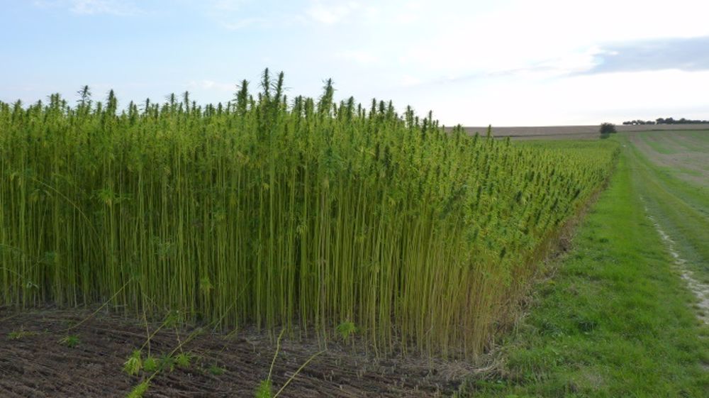 Pour inciter les agriculteurs à se tourner vers des cultures de diversification, il est crucial de garantir, sur la durée, un débouché et un accompagnement technique. (©Terre-net Média)