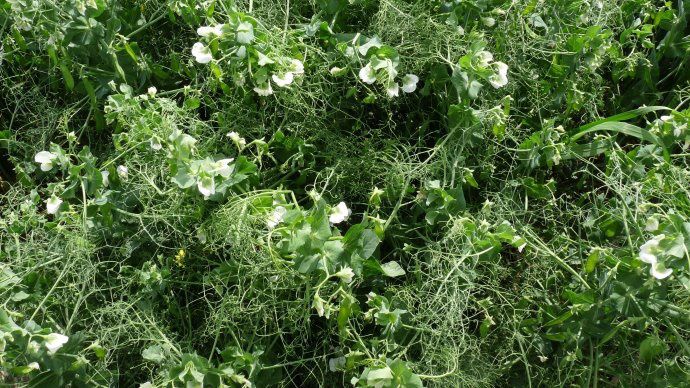 Culture de pois