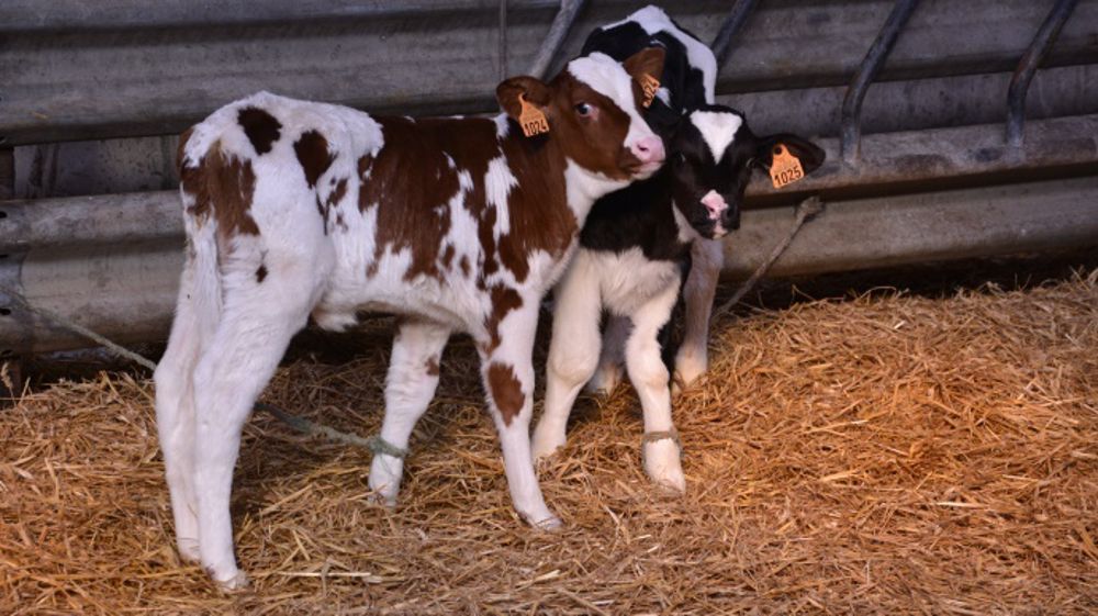 Habituellement, près de 10 000 veaux par an, laitiers et croisés notamment du centre de la France, traversent les Pyrénnées pour être engraissés en Espagne. (©Terre-net Média)