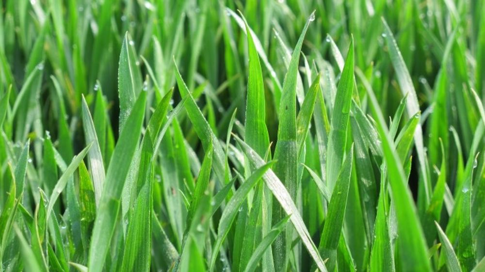 La stimulation des défenses naturelles des plantes est une option pour aller vers la réduction de l’utilisation de produits phytos conventionnels. Les biostimulants peuvent être un moyen pour limiter les apports en engrais minéraux. (©Terre-net Média)