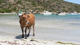 Conseil destination : si même à la plage vous vous languissez de vos vaches, partez en Corse !-) (©Steev Roche / Fotolia) Conseil destination : si même à la plage vous vous languissez de vos vaches, partez en Corse !-) (©Steev Roche / Fotolia)