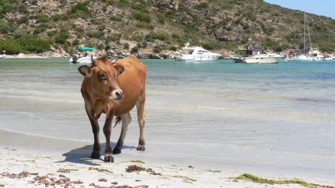 Vache corse plage vacance agriculteurs
