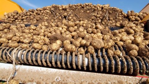 Les pommes de terre françaises devraient trouver de bons débouchés à l'export en 2016. (©N.Cornec/Arvalis) Les pommes de terre françaises devraient trouver de bons débouchés à l'export en 2016. (©N.Cornec/Arvalis)