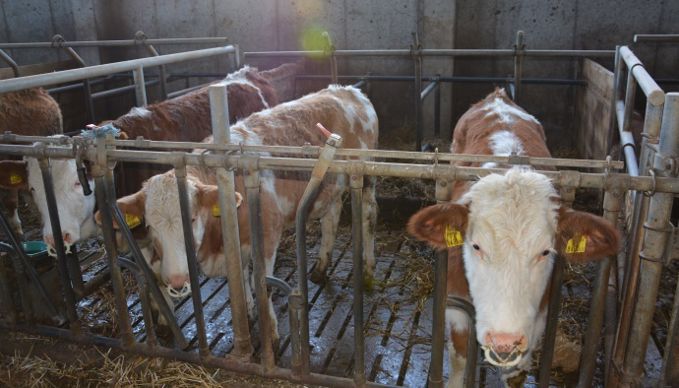 Génisses simmentales sur caillebotis et logettes