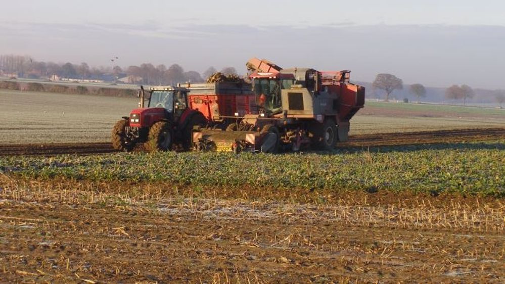 Avec la fin des quotas, les planteurs de betterave s'attendent à une baisse du prix qui leur sera payé pour leur récolte. (©Terre-net Média)